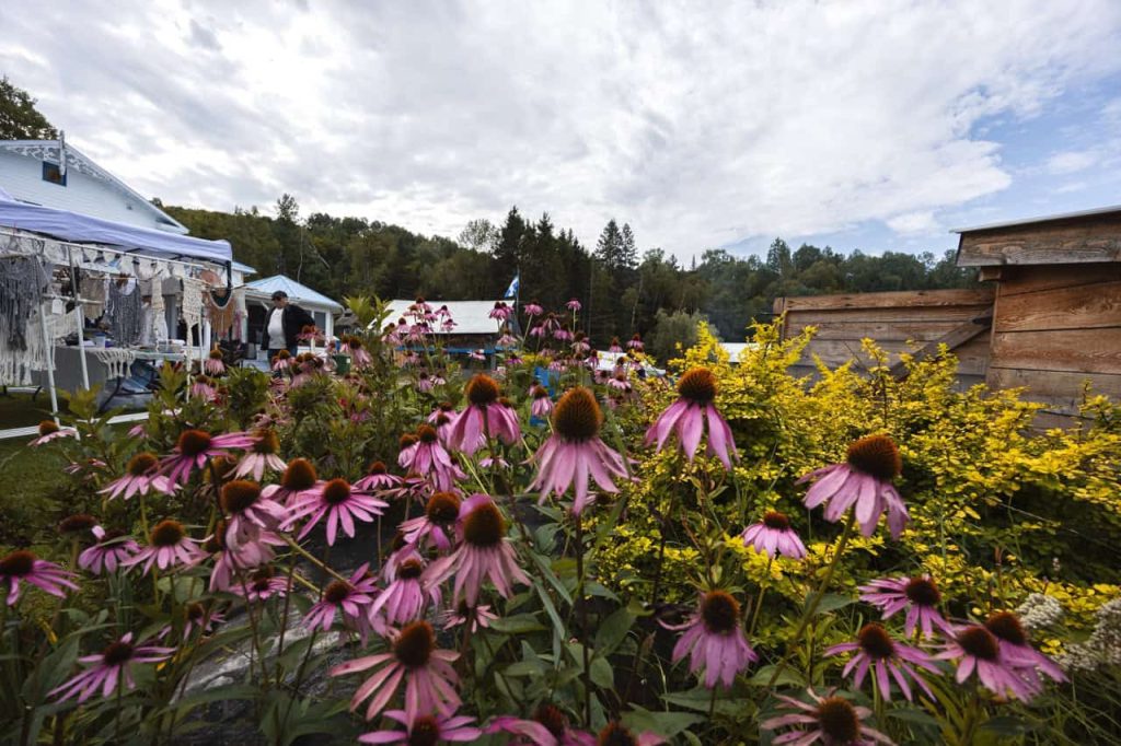 Fleurs d’échinacée devant les bâtiments du Centre de vie