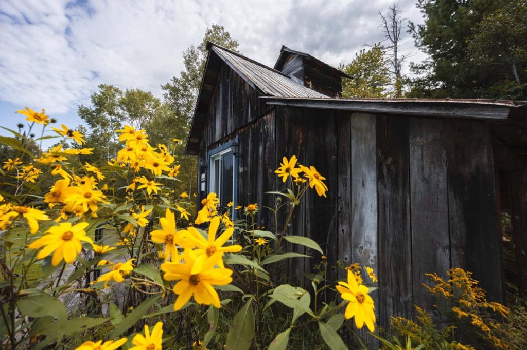 Fleurs jaunes devant une ancienne cabane en bois du domaine