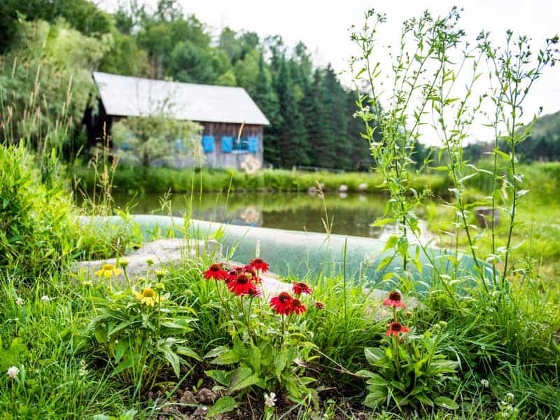Jardin fleuri au bord de l’étang devant une cabane bleue