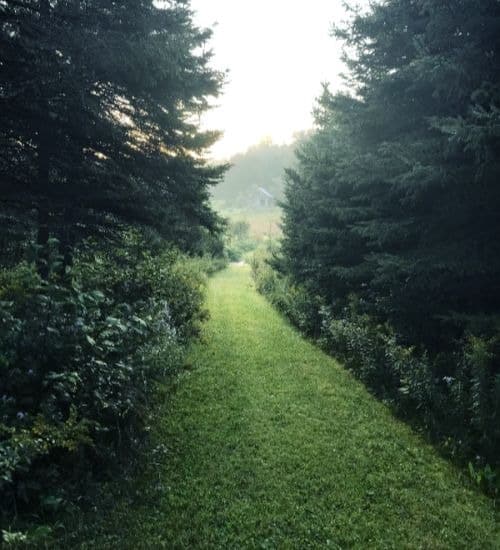 Sentier de marche gazonné à travers la forêt
